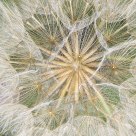 Seedhead
